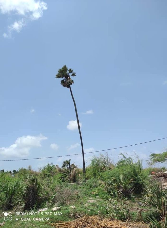 Ravan taad in kajaradi taad tree Gujarat Kajaradi gaam village