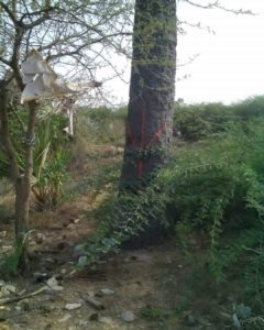 Ravan taad in kajaradi taad tree Gujarat Kajaradi gaam village 