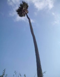 Ravan taad in kajaradi taad tree Gujarat Kajaradi gaam village 