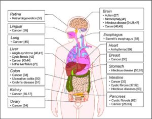 Ayurveda autophagy and healthy life