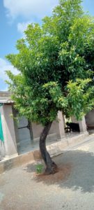 My Tree Maru mitr vruksh chikudi gujarati nibandh